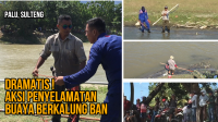 Ini 10 Fakta Penting Buaya Berkalung Ban di Sungai Palu