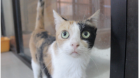 Mau Adopsi Kucing nan Cantik dan Lucu? Di Sini Tempatnya