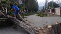 Penebangan Pohon di Jalan Kartini Palu untuk Pelebaran Jalan
