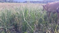 Pupuk Langka, Petani di Parimo Sewakan Ratusan Hektare Lahan Sawah