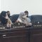 Rapid Antigen Berbayar, DPRD Parimo Gelar RDP