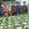 Kini Ada Fasilitas Hidroponik Kelompok Sintuvu Go Green di Palu