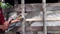 Sapi di Parimo Mulai Dipasangi Eartag