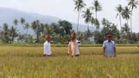 Sulteng Jadi Wilayah Surplus Beras Nasional, Mentan SYL Dorong Perluas Area Tanam