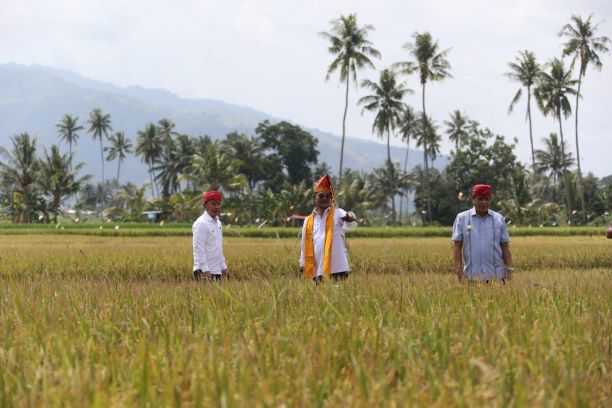 Sulteng jadi wilayah Surplus Beras Nasional, Mentan SYL Dorong Perluas Area Tanam