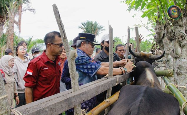 Cegah PMK, Pemkab Parimo Vaksinasi Ternak sapi