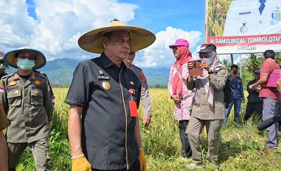 Maret 2023, Parimo Target Panen Padi 10 Ribu Hektare Lebih
