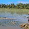 Banjir Rusak Ribuan Hektare Lahan Pertanian di Parimo