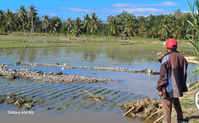 Banjir Rusak Ribuan Hektare Lahan Pertanian di Parimo