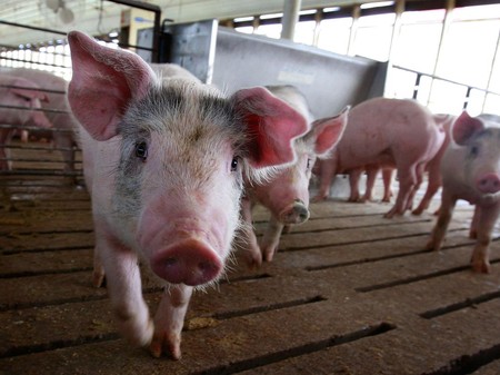 Babi Mati Mendadak di Parimo Positif Terjangkit Virus ASF (Foto: Istimewa)