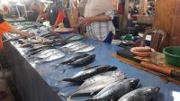 Banyak Babi Mati Dibuang di Sungai dan Laut, Warga Enggan Makan Ikan. (Foto: Aswadin/PaluEkspres.com)