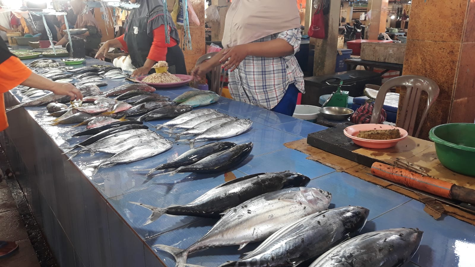 Banyak Babi Mati Dibuang di Sungai dan Laut, Warga Enggan Makan Ikan. (Foto: Aswadin/PaluEkspres.com)