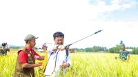 Mentan SYL Panen Padi dan Demonstrasikan Biosaka di Maros