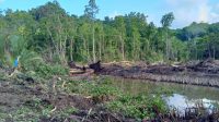 DLH Parimo Terima Laporan Dugaan Pengrusakan Hutan Mangrove di Toboli