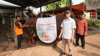 TelkomGroup Distribusikan 1.091 Hewan Kurban ke Seluruh Indonesia pada Iduladha 1444 H