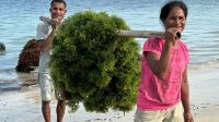 Platform Agree Milik Telkom Dukung Optimalkan Hasil Panen Budi Daya Rumput Laut di NTT