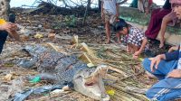 Buaya Ukuran 3 Meter yang Selama Ini  Meresahkan Warga Sausu Peore Akhirnya Ditangkap