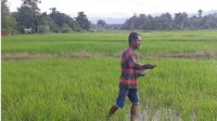 Petani di Parigi Moutong Keluhkan Kekurangan Pupuk