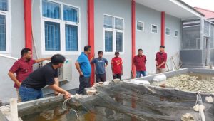 DKP Sulteng Serahkan Bantuan ke LPKA Palu 500 Ekor Bibit Ikan Nila