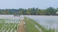 Ratusan Hektare Sawah Terendam Banjir, Petani di Sausu Peore Parimo Terancam Gagal Panen