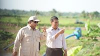 Presiden Prabowo Kunjungi Lahan Pertanian Merauke Bersama Mentan Amran