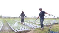 Memupuk Harapan Baru di Tanah Humbang Hasundutan: Sebuah Cerita Petani dari Program Lumbung Pangan