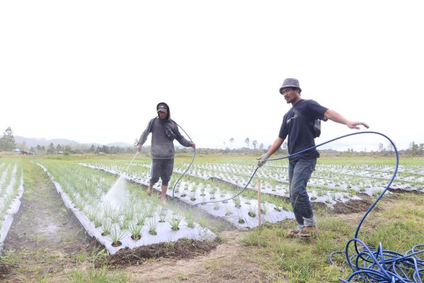 Memupuk Harapan Baru di Tanah Humbang Hasundutan: Sebuah Cerita Petani dari Program Lumbung Pangan