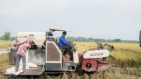 Berkah Ramadan! Petani Tersenyum, Panen Raya Jelang Lebaran