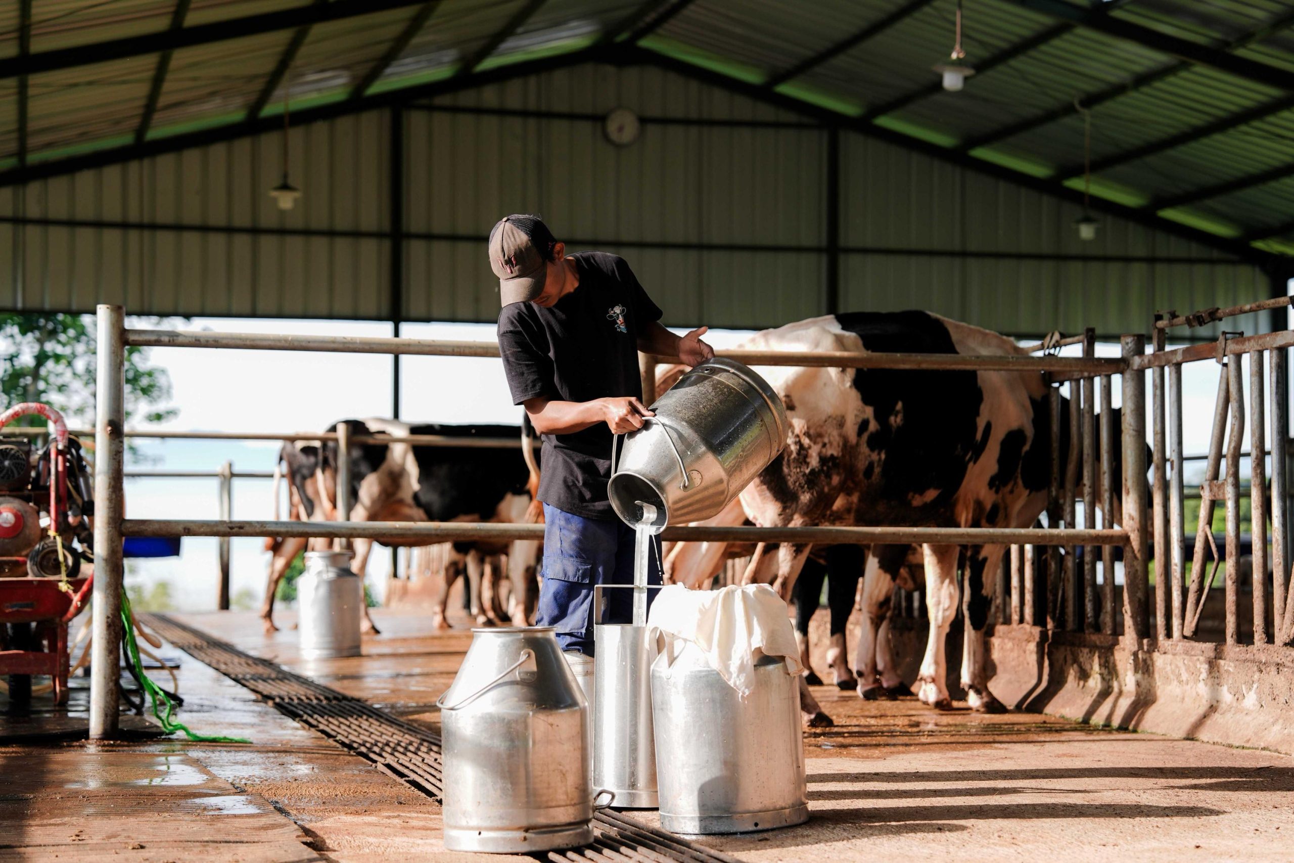 Peternakan Nusa Diary di Jatinangor, Sumedang, Jawa Barat, mensuplai susu untuk Program Makan Bergizi Gratis. (Foto: Kantor Komunikasi Kepresidenan)