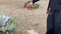 Viral! Ulah Tak Pantas Pendaki: Celana Dalam Dibuang di Taman Edelweiss Gunung Gede Pangrango