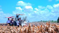 Petani Jagung Senang, Panen Melimpah, Harga Tinggi, Pasar Bertambah