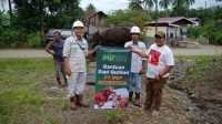 Jelang Idul Adha 1446H, IMIP Salurkan 22 Ekor Sapi di Morowali