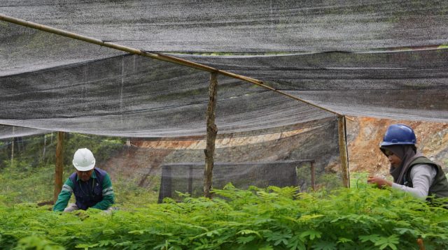 PT BDM Target Reklamasi 1.337 Hektare Lahan Pascatambang