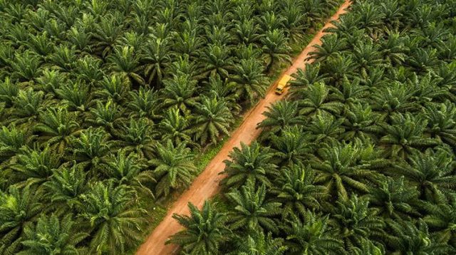 Bupati Morowali Utara Dinilai Tebang Pilih: PT CAS Dihentikan, PT ANA Leluasa