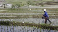 Kesejahteraan Petani Kian Meningkat, Nilai Tukar Petani September Tembus 124,36