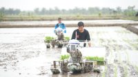 Produksi Beras Jan-Nov 2025 Diperkirakan 33,19 Juta Ton, Semakin Mendekati Prediksi FAO dan USDA