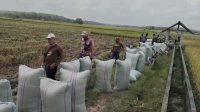 Kebijakan Pertanian Era Presiden Prabowo Dinilai Stabil, Petani Merasa Lebih Tenang Dan Produkti