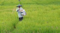Pengamat: Tempo Harap Mentan Dicaci, Justru Menuai Pujian Netizen