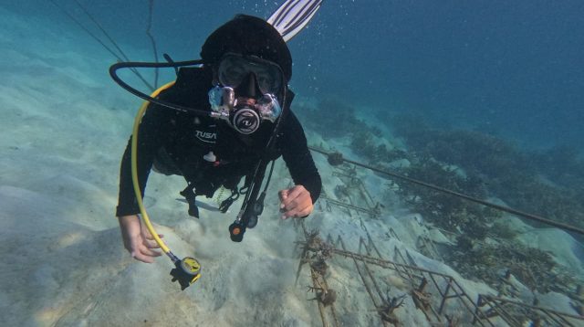 Menjaga Ekosistem Laut, IMIP Rehabilitasi Terumbu Karang di Perairan Sombori