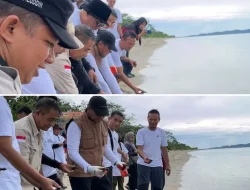 DKP Sulteng Lepas Ratusan Tukik di Pantai Lentora Donggala