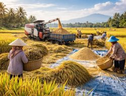 Produksi Beras Terus Meningkat, Diprediksi Tembus 10,16 Juta Ton di Januari-Maret 2026