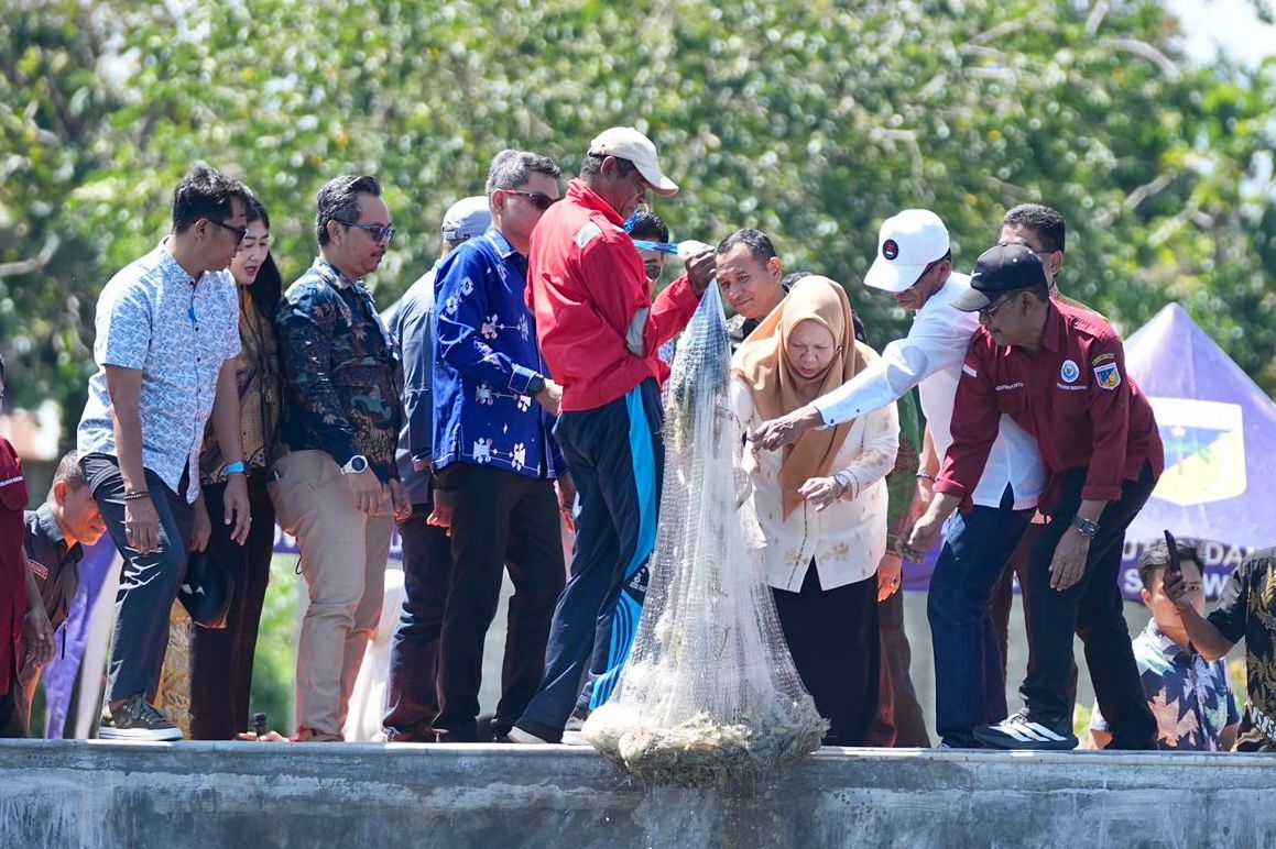 Wagub Reny Apresiasi Gercep Kepala DKP Sulteng pada Panen Perdana Udang Vannamei di Taipa