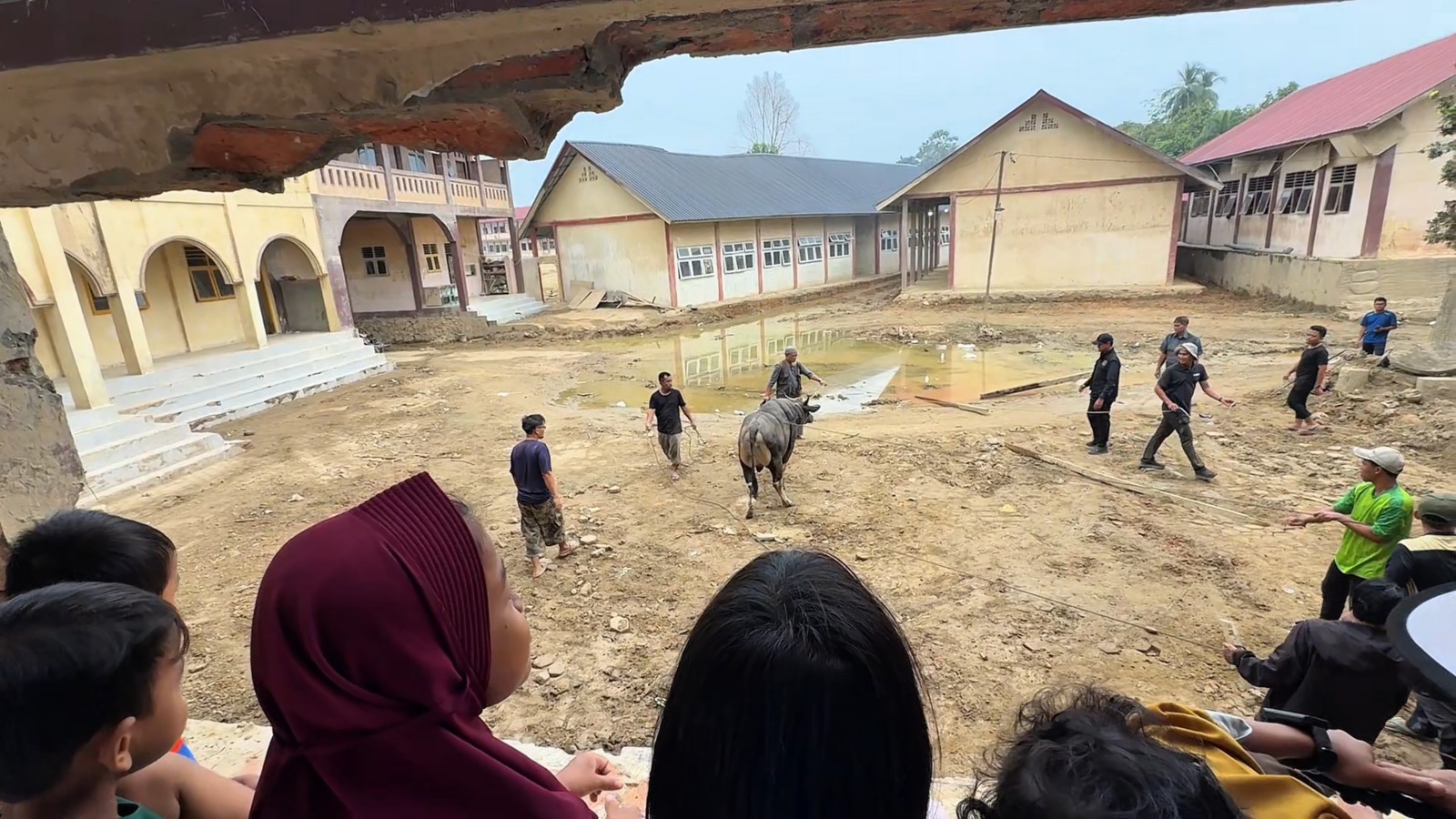 Dua ekor sapi berukuran besar terlihat diantar menggunakan mobil bak menuju halaman Pondok Pesantren Darul Mukhlisin, Aceh Tamiang, Aceh. Sejumlah warga kemudian menggiring keduanya turun dari kendaraan dan mengikatnya pada dua batang pohon.