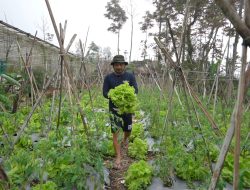 Dari Kebun ke Dapur, Petani Sayur Boyolali Temukan Harapan Baru Lewat MBG