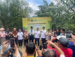 Serangga Penyerbuk Dilepas, Harapan Baru untuk Masa Depan Sawit Indonesia