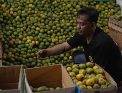 Pedagang Jeruk di Pasar Gede Solo Raup Cuan Sejak Ada MBG, Penjualan 7 Ton Sehari!
