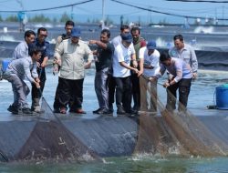 Momen Prabowo Ikut Tarik Jaring Bersama Nelayan Tambak Saat Panen Raya Udang di Kebumen