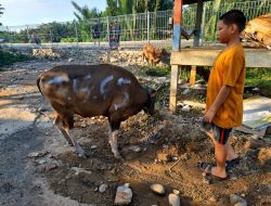 Warga Muslim Citra Tello Permai Berkurban 9 Ekor Sapi pada Hari Raya Idul Adha 1447 H