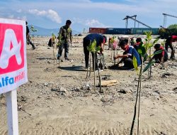 Alfamidi Aksi Bersih dan Tanam Mangrove di Pesisir Pantai Mamboro Palu
