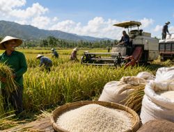 Produksi Beras Diprediksi Tembus 25,28 Juta Ton per Agustus 2026, Perkuat Swasembada Pangan RI